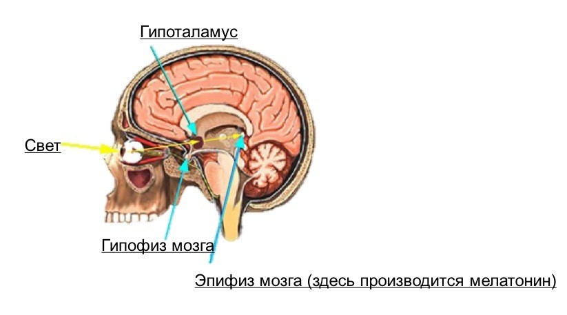 Что такое Биоритмы и как их использовать? Что такое Биоритмы и как их использовать?