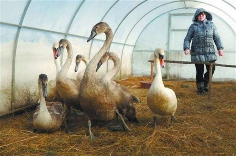 Стая лебедей, замерзающих на пруду, благополучно перезимовала, благодаря добрым людям