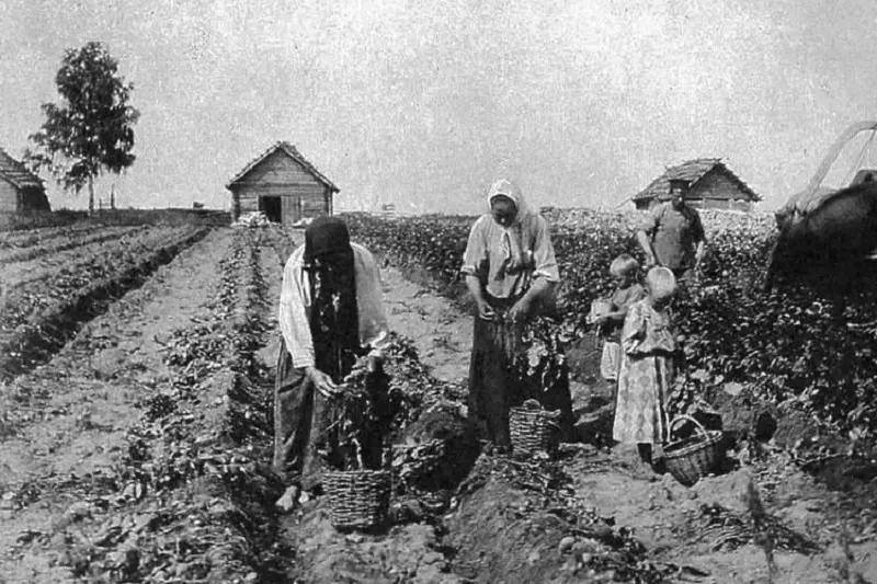 История картофеля: кто завез и распространил овощ в России
