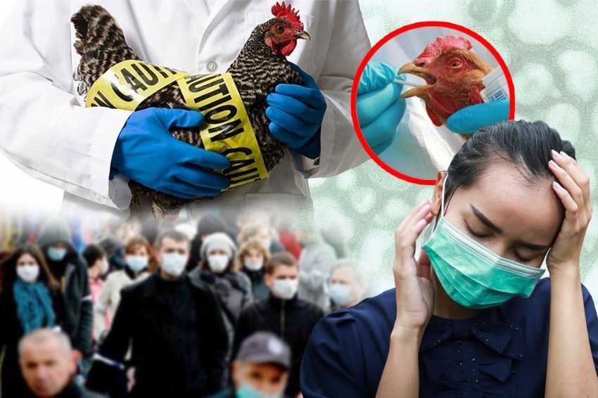 Первый случай заражения птичьим гриппом H10N3 зарегистрировали в Китае