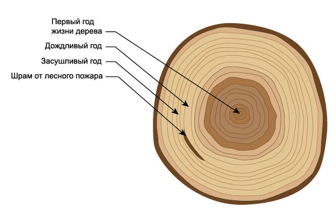 Дендрохронология - о чём могут рассказать деревья
