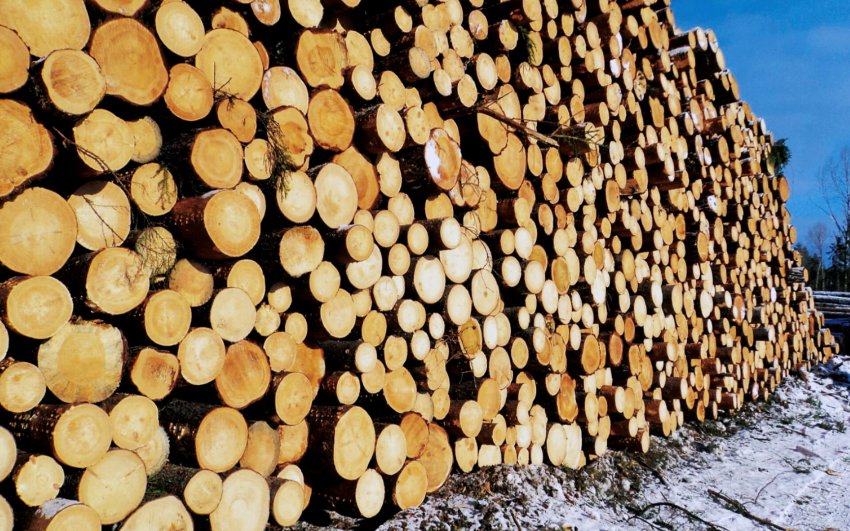Лесопромышленники не готовы к переходу на электронную систему прослеживаемости древесины ЛесЕГАИС с 1 января