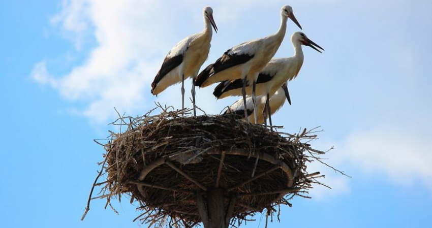 Славянский праздник Спожинки отмечается 28 августа