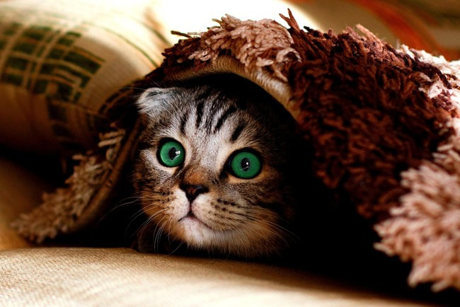 Стоит ли бояться пятницу 13-того: что нельзя делать 13 января 2023 года