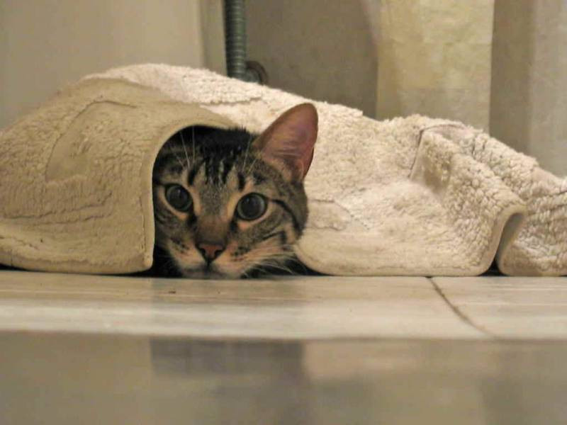 Кошачий запах в доме: лайфхаки помогут избавиться от зловонья