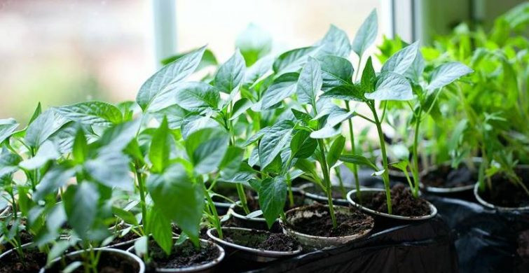 Как вырастить суперурожай перца, советы дачникам