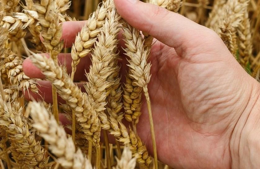 РИА Новости: Турция и ООН требуют от Запада гарантий по зерновой сделке