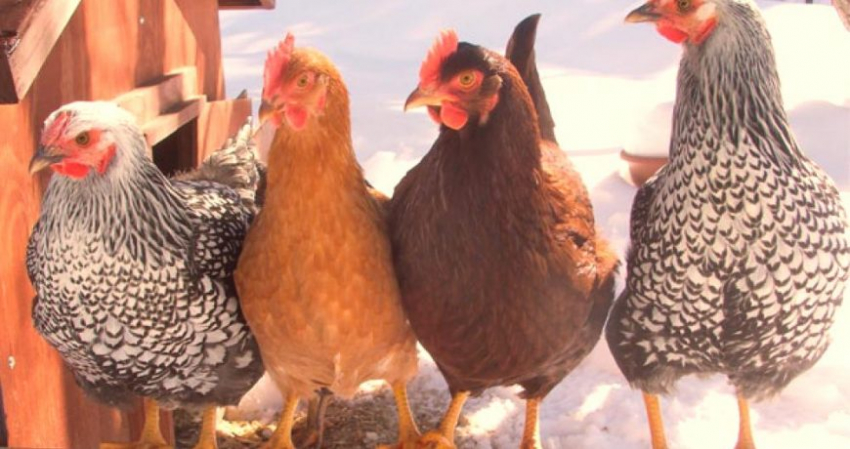 Во сколько месяцев несутся разные породы кур несушек, какие из них лучше выбирать дачникам