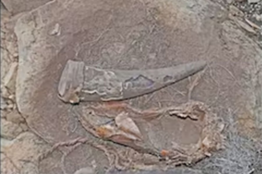 Обнаруженный в Южной Африке 500-летний контейнер из рога проливает свет на древние лекарства