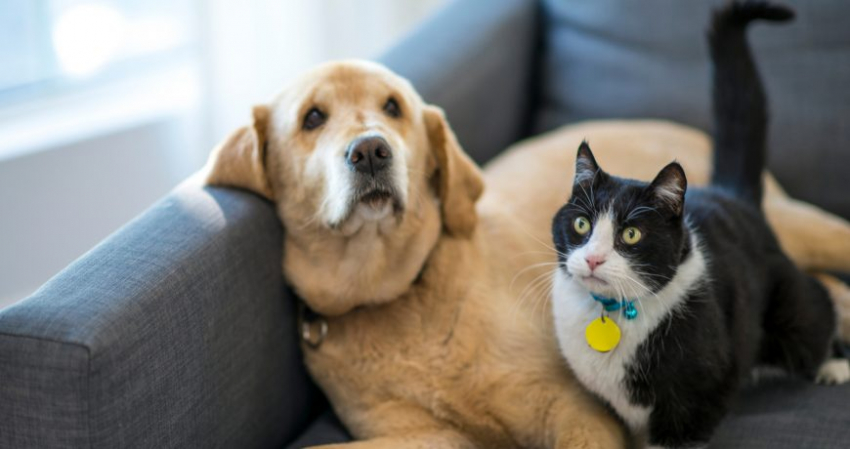 В Испании предложили легализовать зоофилию: зачем это нужно