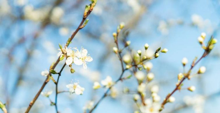 Несколько праздников отмечают в России и в мире 4 марта 2023 года