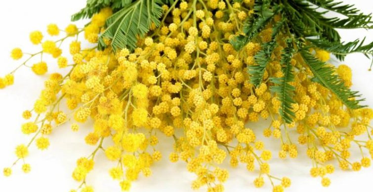 Одним из символов 8 марта является мимоза — все о загадочном цветке