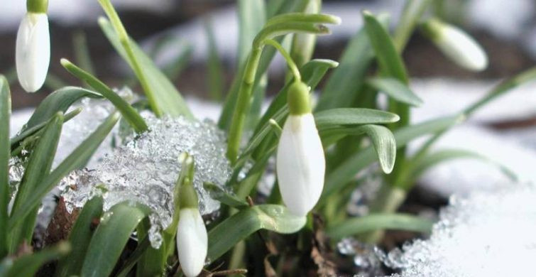 Традиции праздновать 8 Марта уже более сотни лет