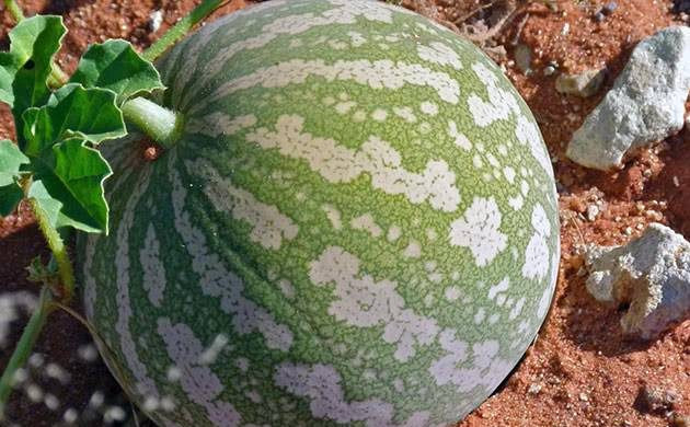 Как сажать арбузы на рассаду в домашних условиях