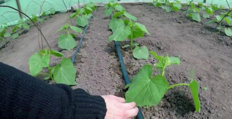 Когда сажать семена огурцов на рассаду в 2023 году можно легко рассчитать