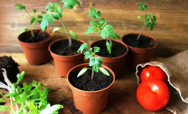 Благоприятные дни для посадки помидор в апреле и мае 2023 года