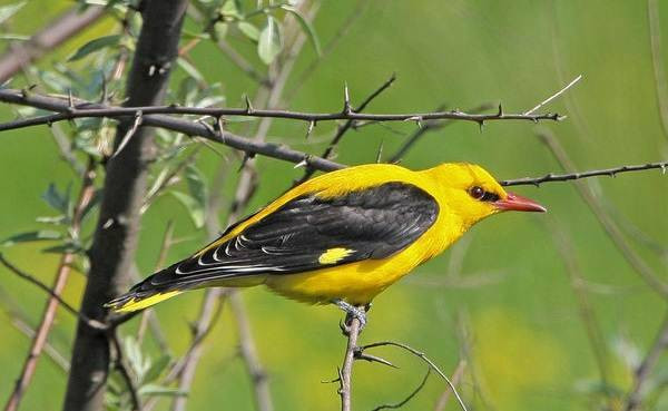 Феофанов день 25 марта предскажет урожай льна и сохранит здоровье лошадям