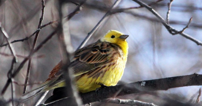 Народные приметы 11 марта 2023 года в День святого Порфирия