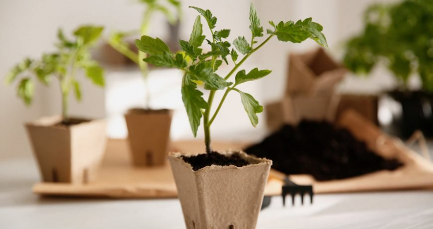 Что в марте 2023 года можно посадить на рассаду на подоконнике и в теплице