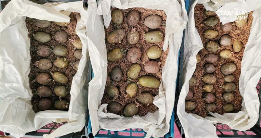 Зачем и как супербыстро проращивать картофель