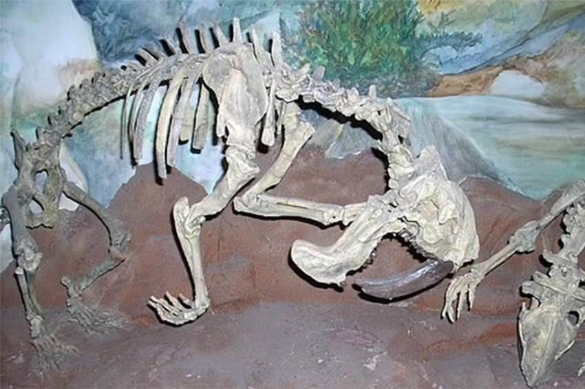 Ученые объяснили, как сумчатый саблезубый тилакосмил видел свой мир