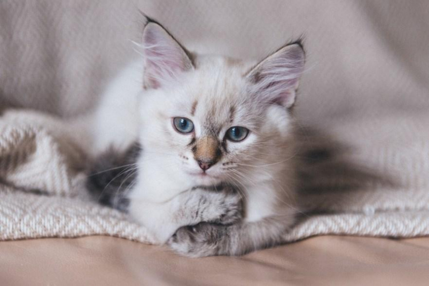 В России число покупок для домашних животных сократилось на 15%