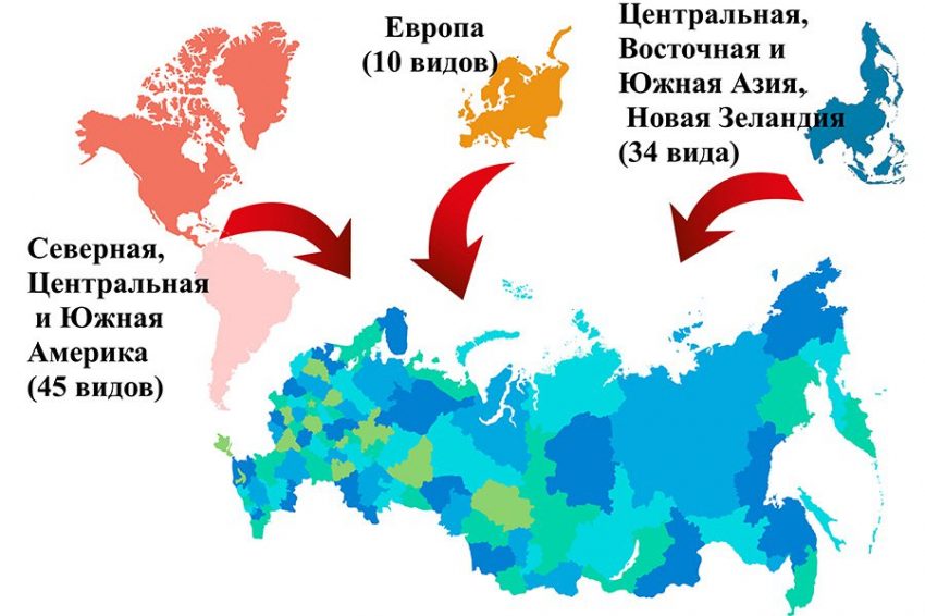 Ученые обнародовали результаты анализа топ-100 самых опасных чужеродных организмов России