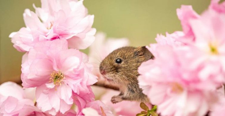 В понедельник, 15 мая 2023 года отмечается народный праздник Борис и Глеб Сеятели