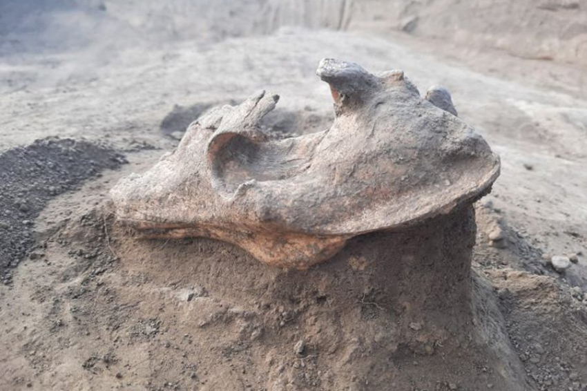 Череп волка, найденный на древней могиле, был защитой грабителей от мести погибшего