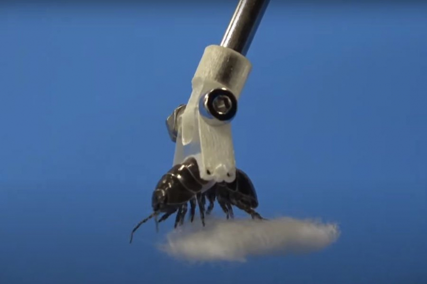 Ученые хотят дать роботам руки из живых мокриц