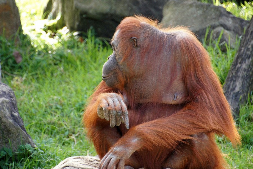 Орангутаны-мигранты способны учиться у местных