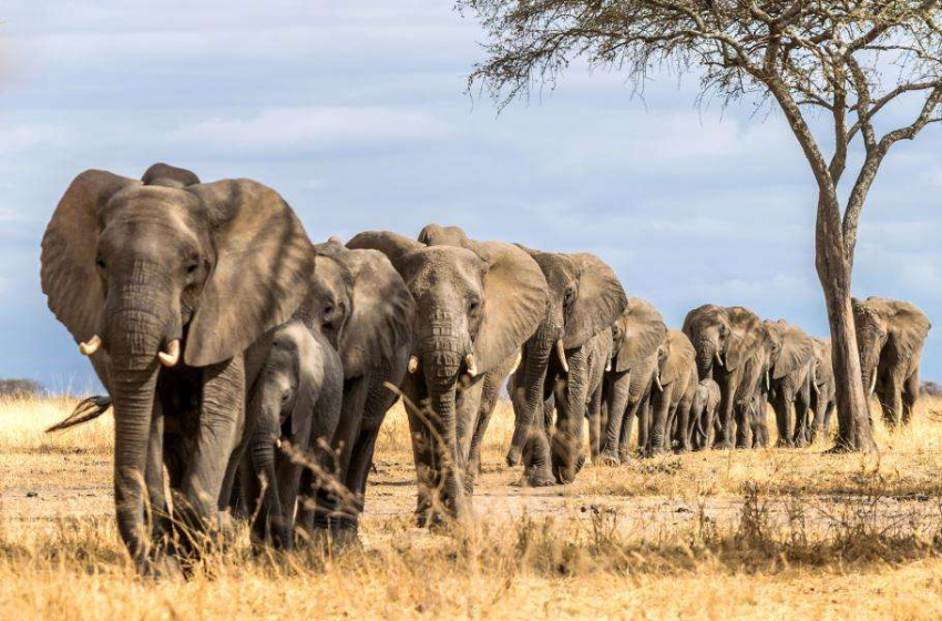 Температура растет, и если животные не приспособятся, то могут вымереть: смогут ли они справиться с изменением климата?