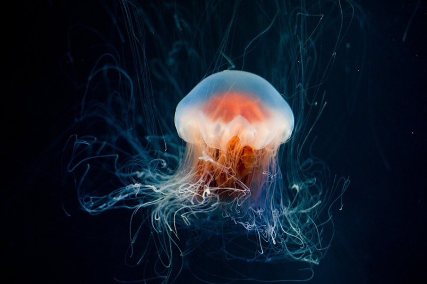 The Biologist: найдено потенциально бессмертное существо