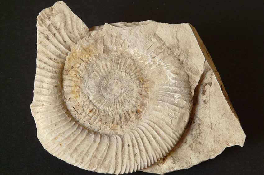 При раскопках канализационной трубы в Окленде обнаружена «ископаемая сокровищница»