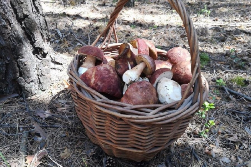 На Урале из-за богатого урожая грибов в магазинах закончились банки