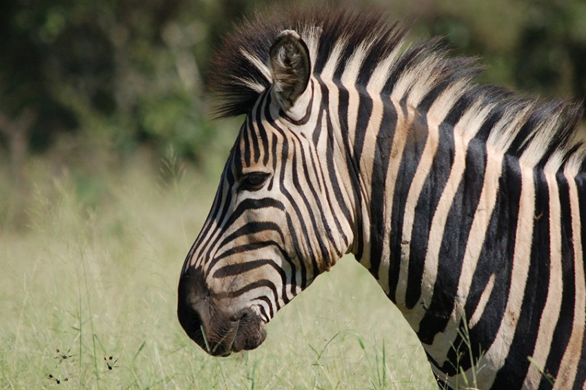 Математики обнаружили странную связь между полосками зебры и хвостами сперматозоидов