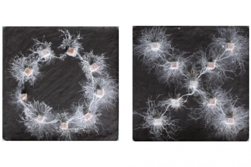 Грибы создают формы, поднимая вопросы об интеллекте безмозглых организмов