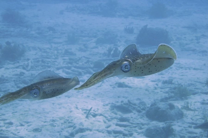 Технология, вдохновленная кальмарами, может заменить иглы для лекарств и вакцин