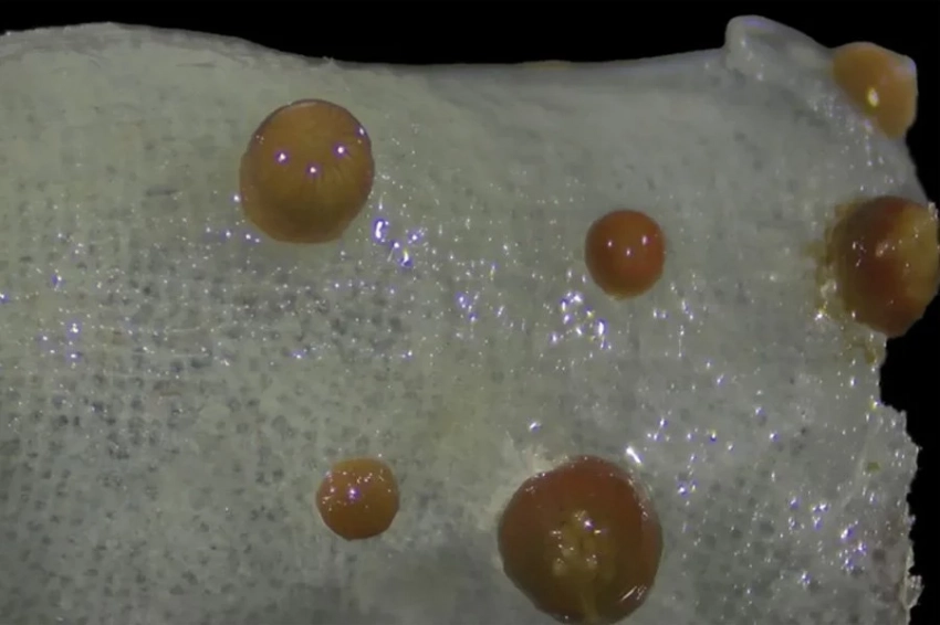 В подводных горах Японии обнаружены морские «цветы», покрытые щупальцами