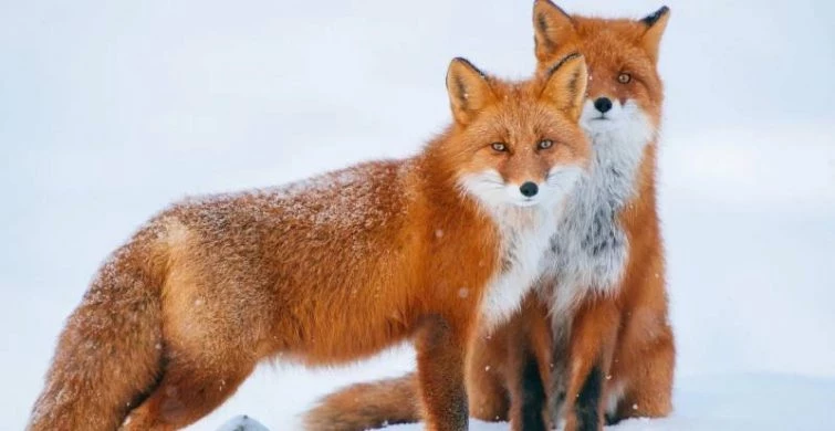 Какой сегодня праздник: 29 января отмечается несколько праздников, какой церковный праздник сегодня, 29.01.2025