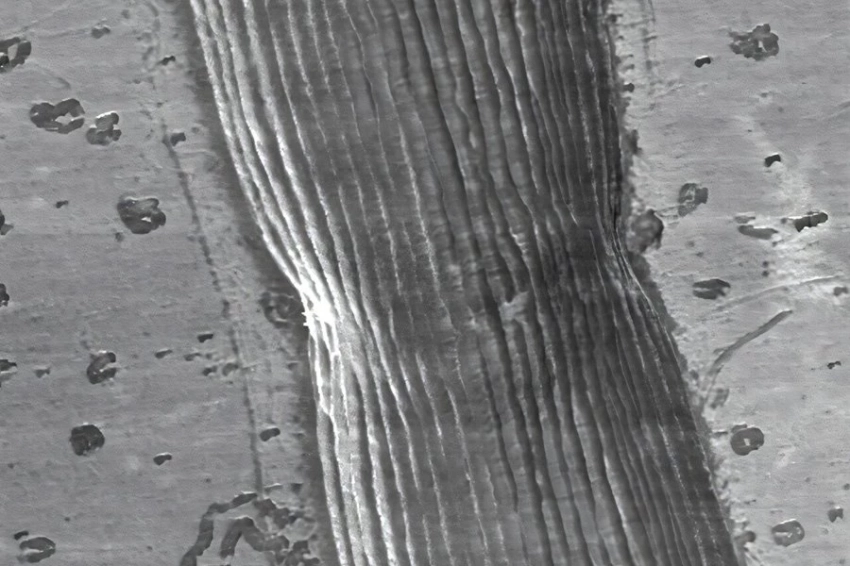 Кабельные бактерии проводят протоны на расстояние более 100 микрометров