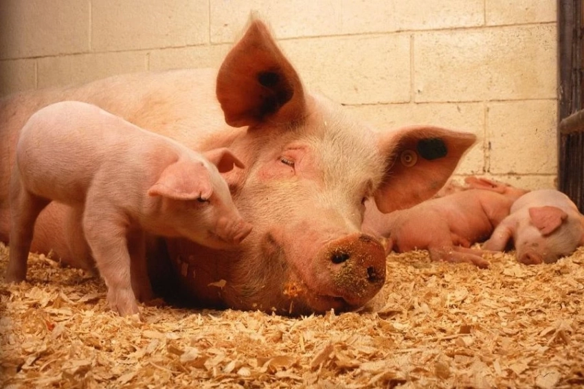 Ученые с помощью генома свиньи начали бороться с раком