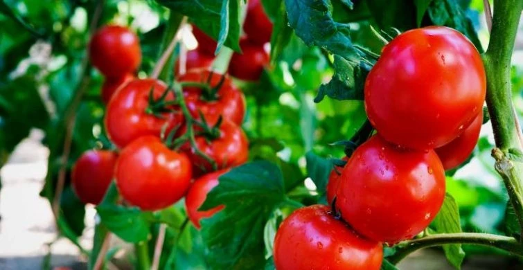 Как поливать помидоры в июле: простой рецепт для крепких кустов