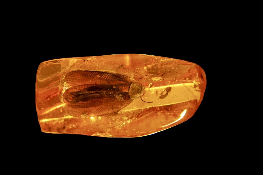 Янтарь с доисторическим тараканом станет звездным лотом аукциона на AmberForum’25