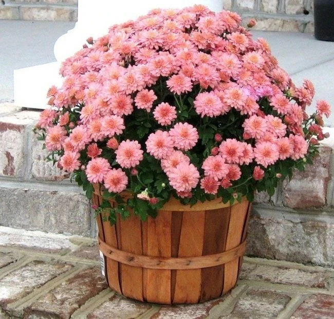 Лучший способ вырастить целую клумбу из одного куста шаровидных хризантем