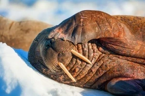 Удивительные и даже уникальные: День моржа в России отметят 24 ноября