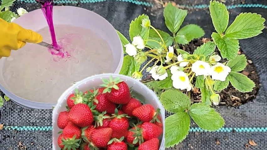 Ягоды будут сладкие и крупные: чем подкормить клубнику весной